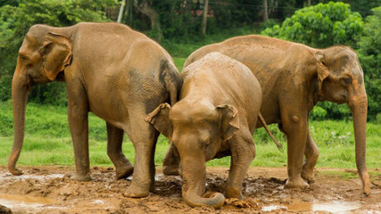 Fototapeta na wymiar young elephants playing in the mud