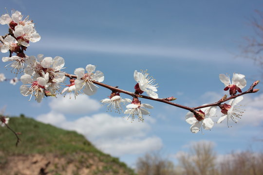 Blossoming apricot branch with white flowers on blue sky, white clouds and green slopes background in spring sunny day. Apricot blossom in spring