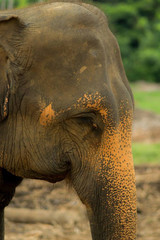 Elephant in the national park