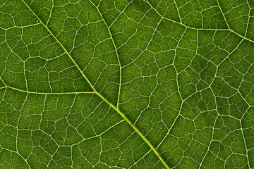 Green leaves background, Leaf texture. natural wallpaper