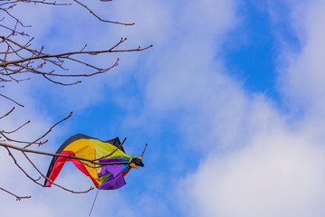Drachen hängt im Baum