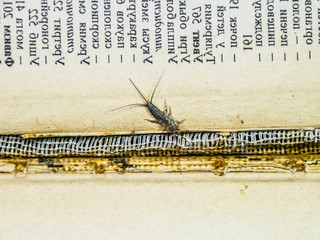 Thermobia domestica. Pest books and newspapers. Lepismatidae Insect feeding on paper - silverfish