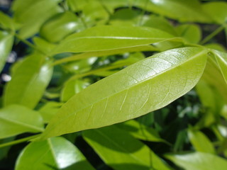 Young mahogany leaves on the tree