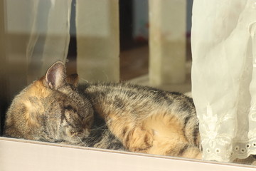 日光を求めてガラスに張り付く猫アメリカンショートヘアー