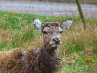 Highland deer, Scottish Highlands
