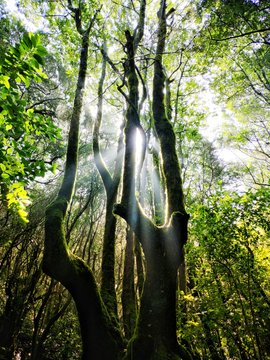 Sunbeams in the forest