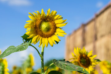 Sun Flowers on Bluesky