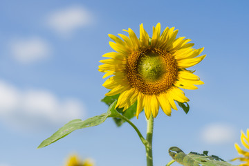 Sun Flowers on Bluesky