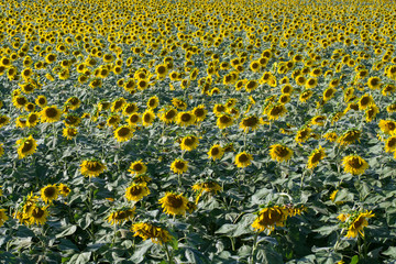 Sun Flowers on Sunset