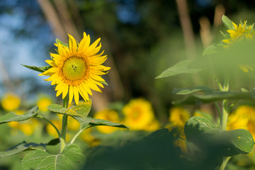 Sun Flowers on Bluesky