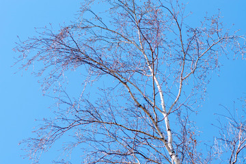 White birch with catkins against the sky