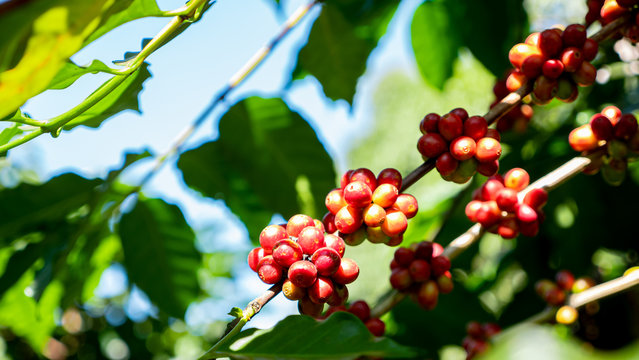 Coffee berry in the plant