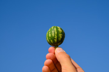 A small watermelon in the hand against the blue sky.