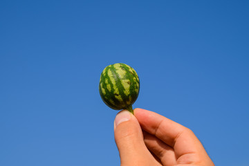 A small watermelon in the hand against the blue sky.