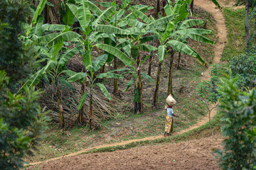 Woman walking among sown fields near Karongi, Kibuye, Rwanda.