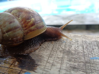 Big snail in shell crawling on porcelain, summer day in garden, A garden snail is looking for food, edible snail or escargot, is a species of large and edible. ( Siput, Bekicot or Snail ) © Mang Kelin