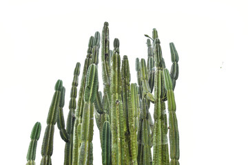cactus plants isolated on white background