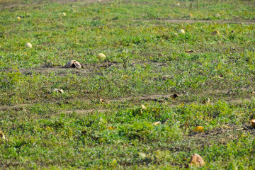 An abandoned field of watermelons and melons. Rotten watermelons