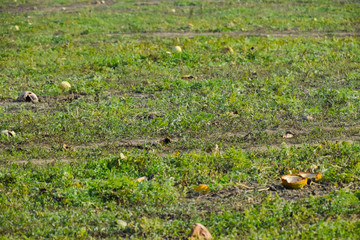 An abandoned field of watermelons and melons. Rotten watermelons