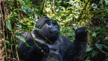 Mountain Silverback Gorilla in Bwindi Impenetrable National Park in Uganda.