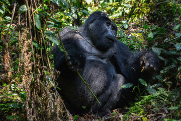 Mountain Silverback Gorilla in Bwindi Impenetrable National Park in Uganda.
