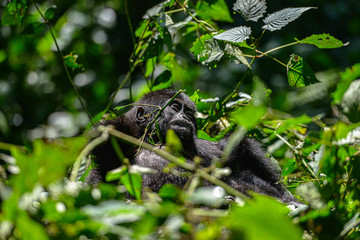Mountain Silverback Gorilla in Bwindi Impenetrable National Park in Uganda.