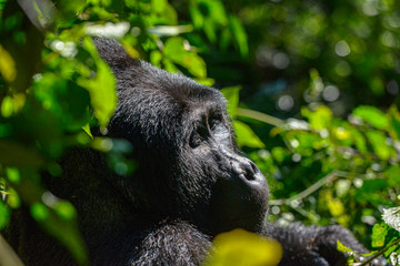 Mountain Silverback Gorilla in Bwindi Impenetrable National Park in Uganda.