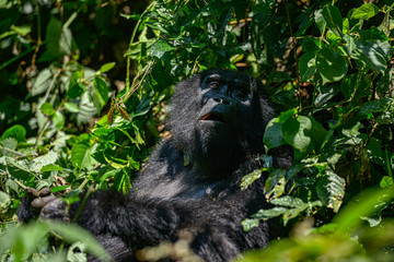Mountain Silverback Gorilla in Bwindi Impenetrable National Park in Uganda.
