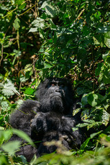 Mountain Silverback Gorilla in Bwindi Impenetrable National Park in Uganda.