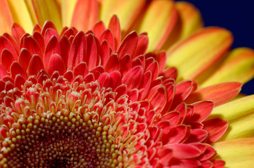 Un sol de gerbera II