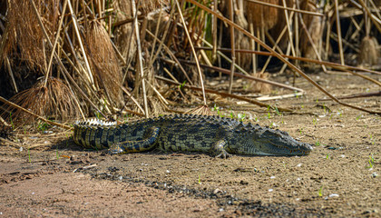 Nile crocodile in Akagera National Park, Rwanda.
