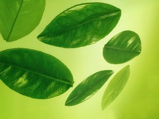 green leaf with drops of water on white background