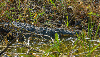 Nile crocodile in Akagera National Park, Rwanda.