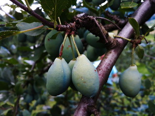 prune plums on the tree