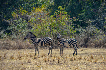 Obraz premium Zebras in Akagera National Park in Rwanda. Akagera National Park covers 1,200 km in eastern Rwanda, along the Tanzanian border.