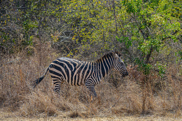 Fototapeta na wymiar Zebras in Akagera National Park in Rwanda. Akagera National Park covers 1,200 km in eastern Rwanda, along the Tanzanian border.