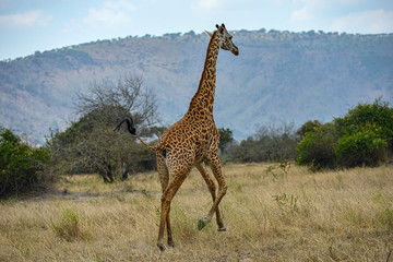 Fototapeta premium A wild giraffe grazing in the savanna in Akagera National Park, Rwanda.