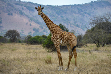 A wild giraffe grazing in the savanna in Akagera National Park, Rwanda.