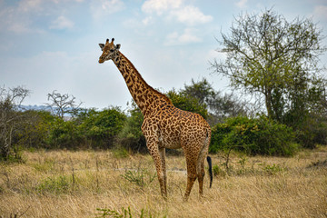 A wild giraffe grazing in the savanna in Akagera National Park, Rwanda.