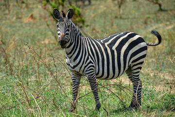 Fototapeta na wymiar Zebras in Akagera National Park in Rwanda. Akagera National Park covers 1,200 km in eastern Rwanda, along the Tanzanian border.