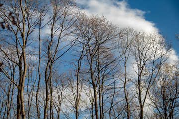 autumn walk in the woods