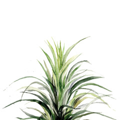 Four tropical leaves. Hand drawn leaves illustration in watercolor.