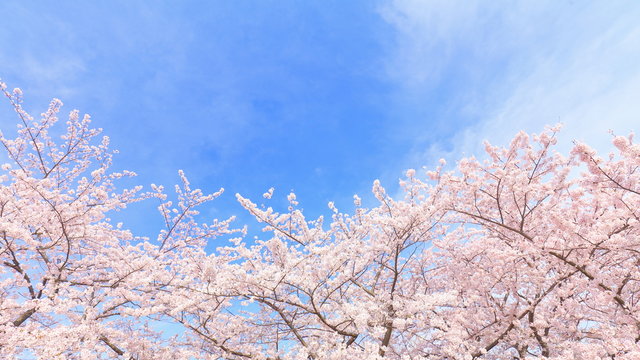 Blossom, Cherry-blossom viewing, travel
