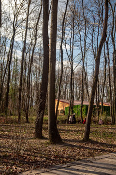 autumn walk in the woods