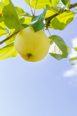 Yellow ripe apples hang on a branch in the garden in summer