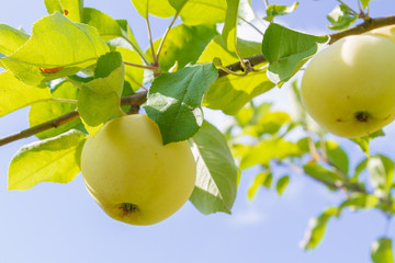 Yellow ripe apples hang on a branch in the garden in summer
