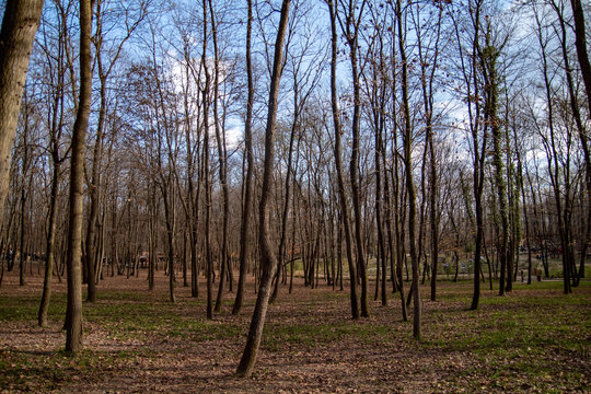 autumn walk in the woods