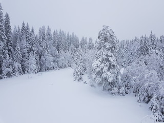 cold winter day in the forest
