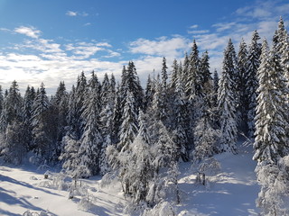 sunny winter day in the forest