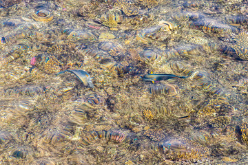 Coral under clear water. Abstract marine background. Blurry